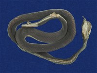 藏品(赤尾青竹絲)的圖片